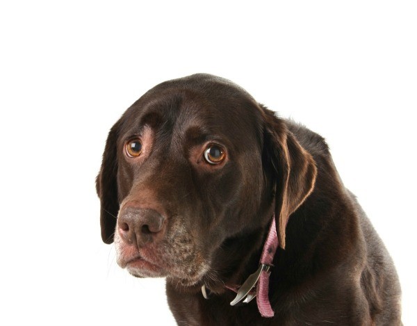 scared dog l1