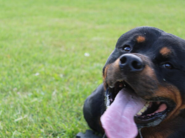 Il Rottweiler