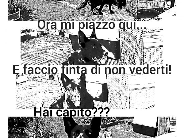 Il cane cattivo