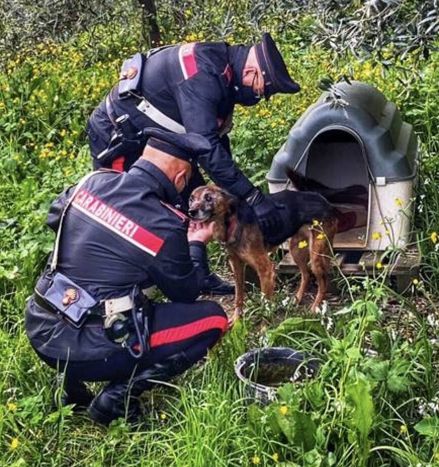 Legge sul cane randagio 1 carabinieri cane 36318
