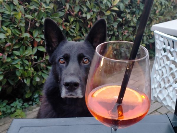 Il barman ed il cane