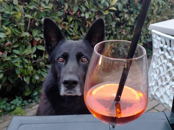 Il barman ed il cane