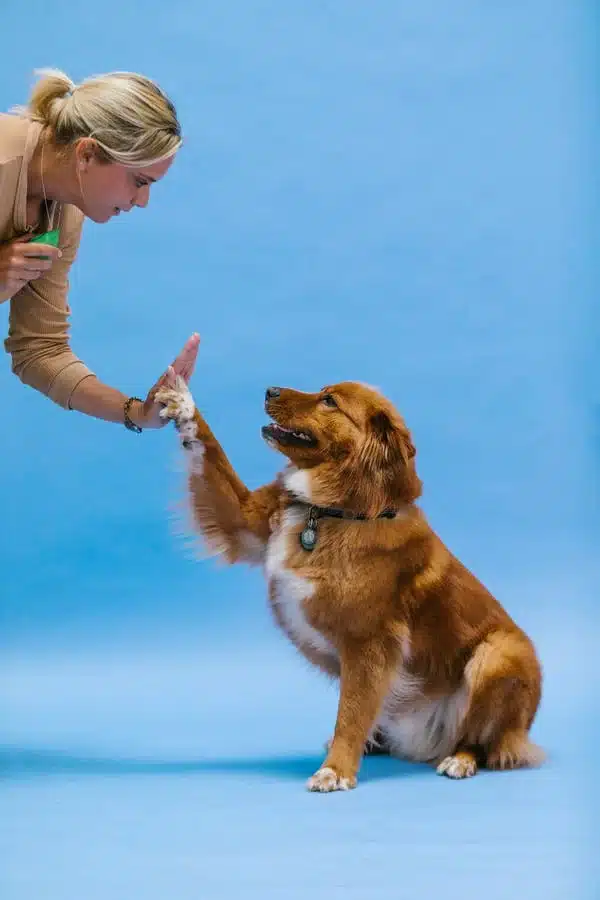 CANE BATTI 5 ILCINOFILO