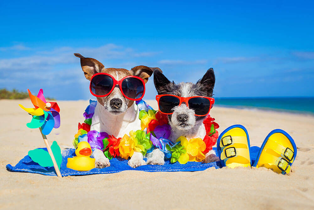 Dogs Vacation Florida Beach Hernando